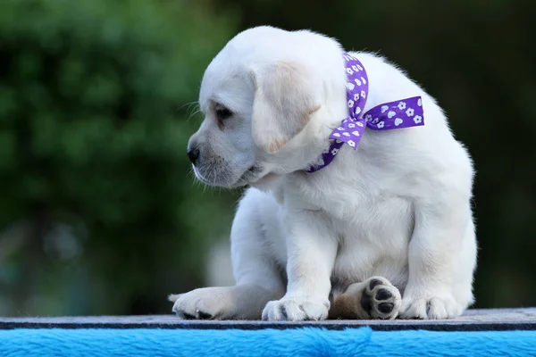 Żółty Szczeniak Labrador Niebieskim Tle — Zdjęcie stockowe