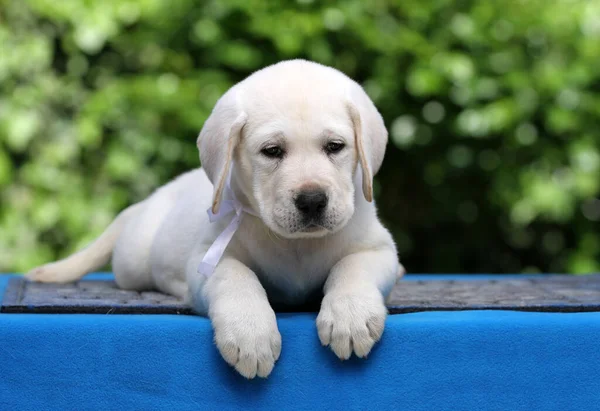 Lindo Perrito Labrador Amarillo Sobre Fondo Azul — Foto de Stock