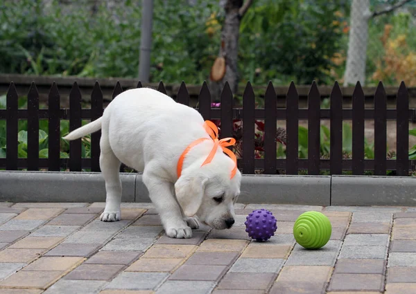 Sarı Labrador Köpeği Parkta Oynuyor — Stok fotoğraf