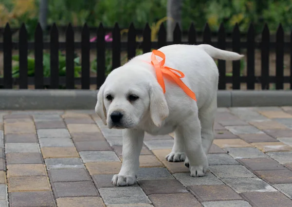 Parkta Oynayan Sarı Labrador Köpeği — Stok fotoğraf