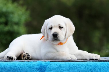 Mavi arka planda sarı labrador köpek yavrusu