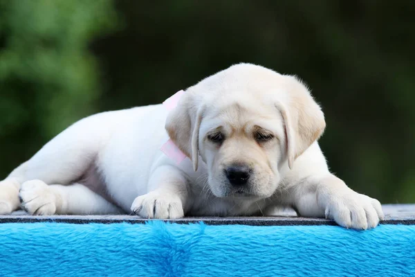 Gul Labrador Valp Den Blå Bakgrunden — Stockfoto