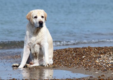 Sarı labrador Beach yakın çekim