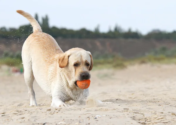 Labrador brincando com uma bola — Fotografia de Stock