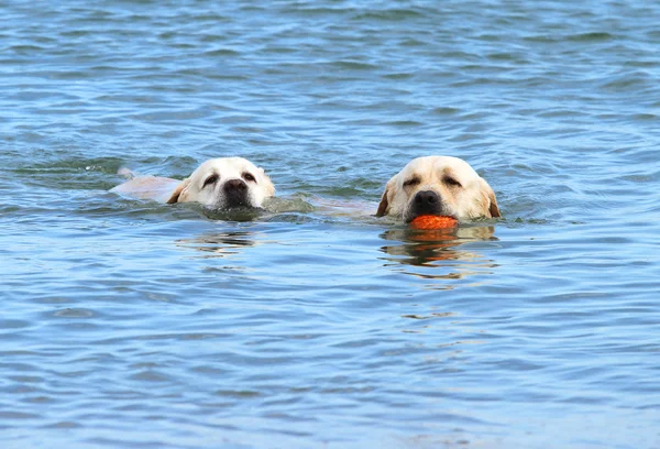 Labradors κολύμπι στη θάλασσα με μια μπάλα — Φωτογραφία Αρχείου