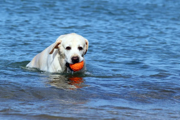 Labrador nadando en el mar con una pelota — Foto de Stock