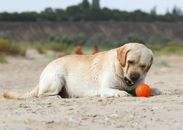 Labrador playing with an orange ball — Stock Photo, Image