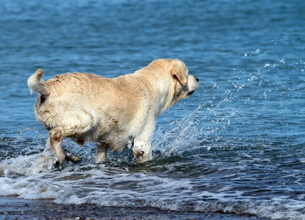 Labrador úszhat a tengerben — Stock Fotó
