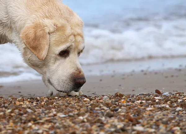 Labrador à la mer portrait de près — Photo