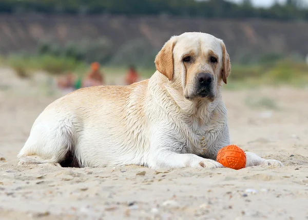 Labrador jugando con una bola naranja — Foto de Stock