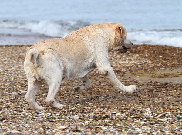 Labrador nuoto in mare — Stockfoto