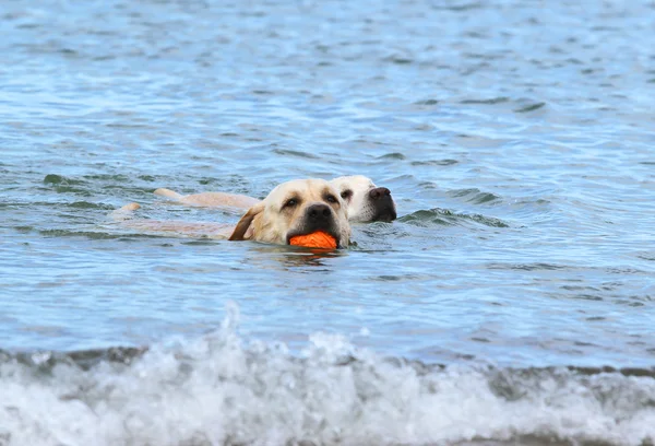 Labradores nadando no mar com uma bola — Fotografia de Stock