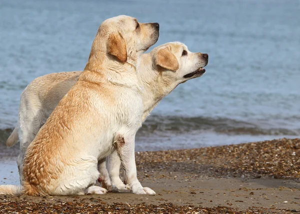 Labradors at the sea — Stock Photo, Image