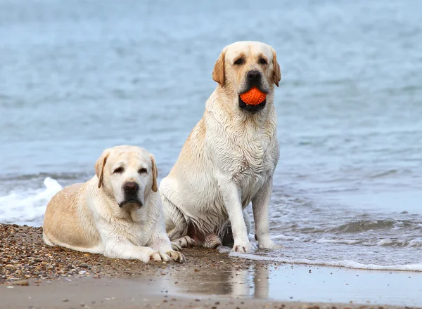 Labradors at the sea with a ball — Stock Photo, Image