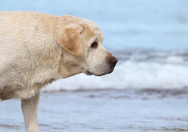 Labrador op het zee-portret sluiten — Stockfoto