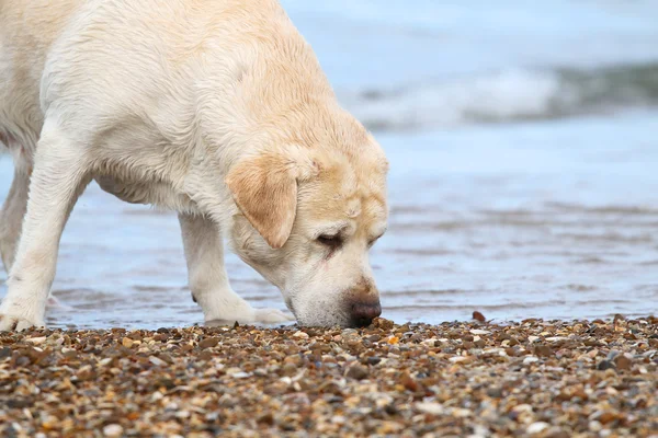 Labrador at the sea portrait close up — Stock Photo, Image