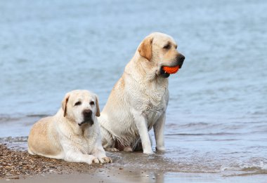 Labrador'un topuyla denizde