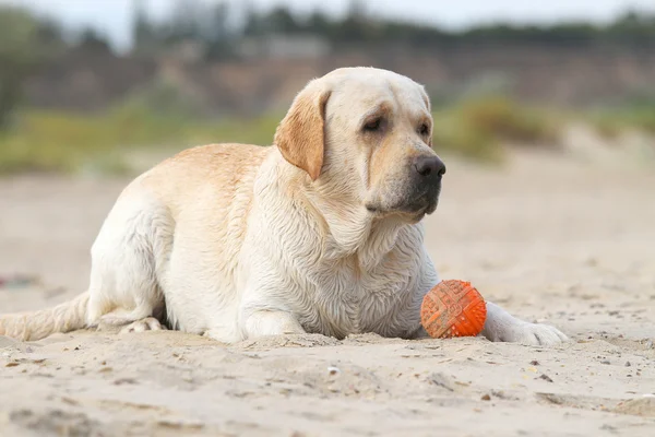 Labrador spelen met een oranje bal — Stockfoto