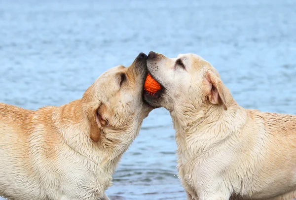 Labradors at the sea playing with a ball — Stock Photo, Image