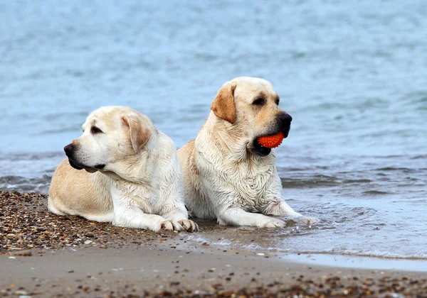 Labradors στη θάλασσα με μια μπάλα — Φωτογραφία Αρχείου