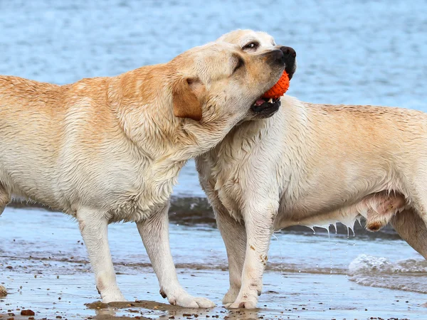 Labradors at the sea playing with a ball — Stock Photo, Image