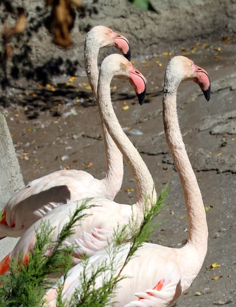 Üç flamingolar pembe renk — Stok fotoğraf