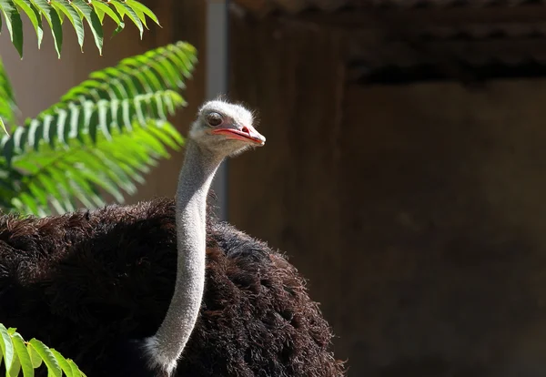 Afriscan ostrich — Stock Photo, Image