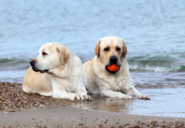 Labradors at the sea with a ball — Stock Photo, Image