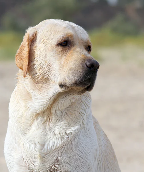 Labrador på havet porträtt — Stockfoto