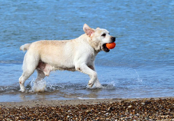 Labrador nadando en el mar —  Fotos de Stock