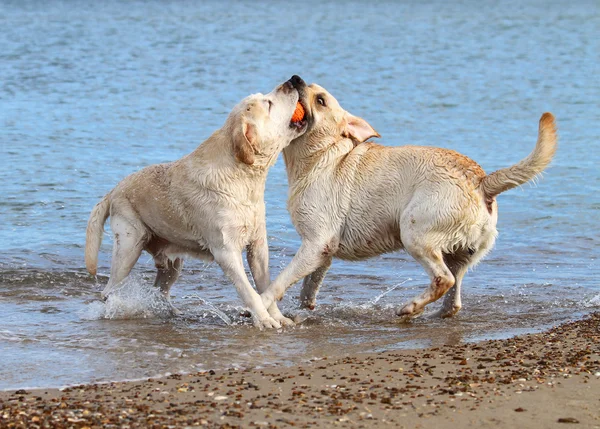Labradors at the sea playing with a ball — Stock Photo, Image