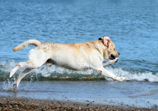 Sebuah labrador berenang di laut — Stok Foto