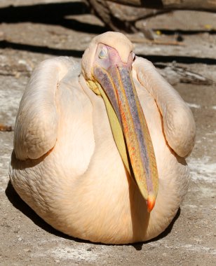 büyük Pelikan (pelecanus onocrotalus) kapatmak