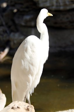 Büyük Akbalıkçıl