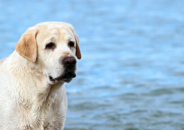 Um labrador amarelo na praia de perto — Fotografia de Stock