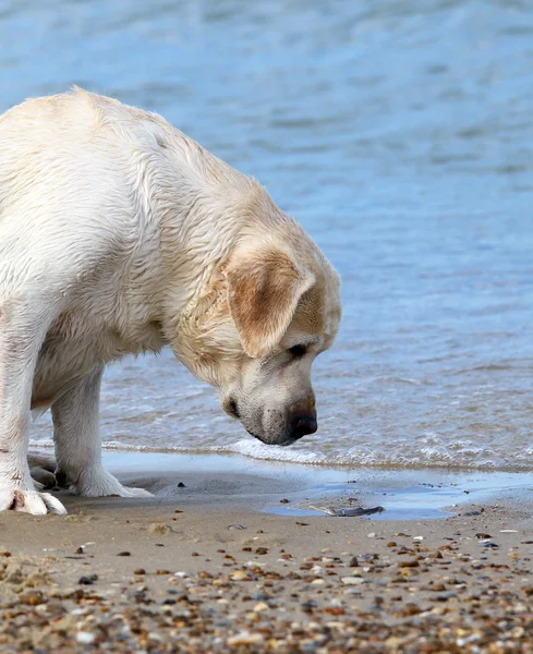 Labrador na moři portrét zavřít — Stock fotografie