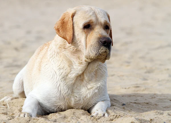 Labrador na moři portrét v písku — Stock fotografie
