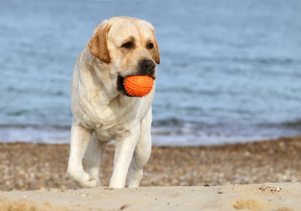 Labrador, hraní s míčem — Stock fotografie
