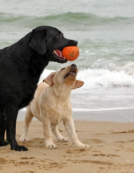 Labradores pretos e amarelos brincando com uma bola — Fotografia de Stock