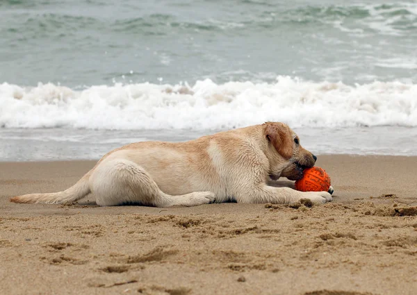 Yellow labrador puppy playing with a ball — Stock Photo, Image