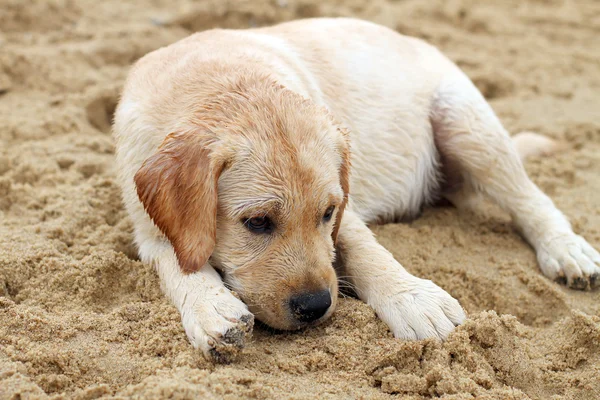 Cachorro labrador en el retrato de mar en la arena — Foto de Stock