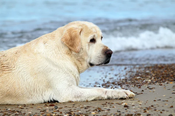 Yellow labrador na plaży z bliska — Zdjęcie stockowe