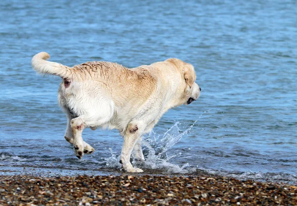 Labrador, koupání v moři — Stock fotografie