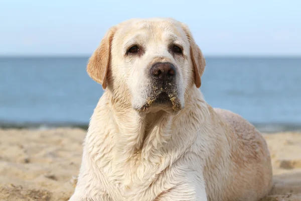 Labrador at the sea portrait — Stock Photo, Image