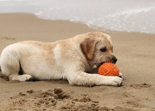 Желтый щенок лабрадор играет с мячом — стоковое фото