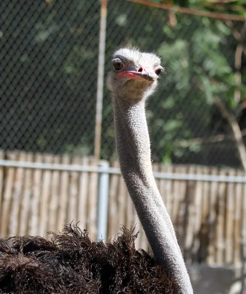 Afrikanischer Strauß — Stockfoto