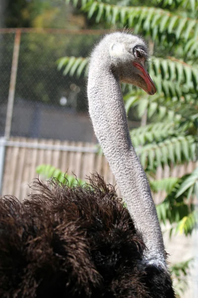 Retrato de avestruz afriscano — Foto de Stock