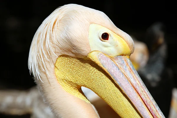 Gran pelícano (Pelecanus onocrotalus) de cerca — Foto de Stock