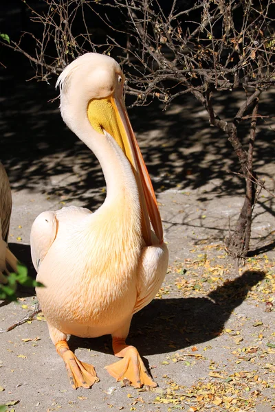 Great pelican (Pelecanus onocrotalus) — Stock Photo, Image