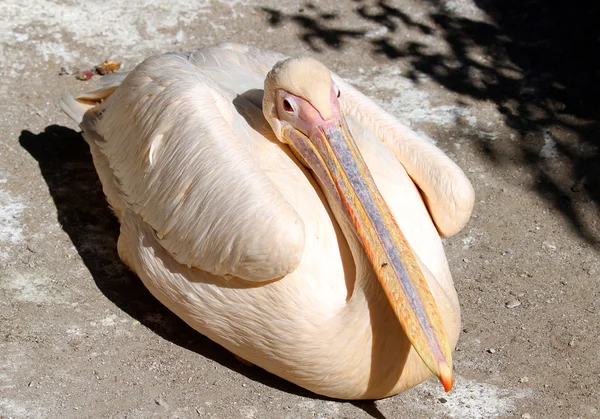 Büyük Pelikan (pelecanus onocrotalus) kapatmak — Stok fotoğraf